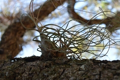 Tillandsia butzii