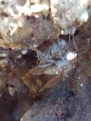 Oedoparena