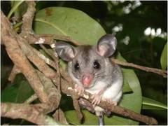 Ototylomys phyllotis