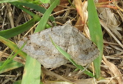 Digrammia ocellinata