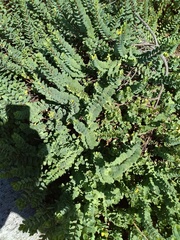 Wikstroemia uva-ursi