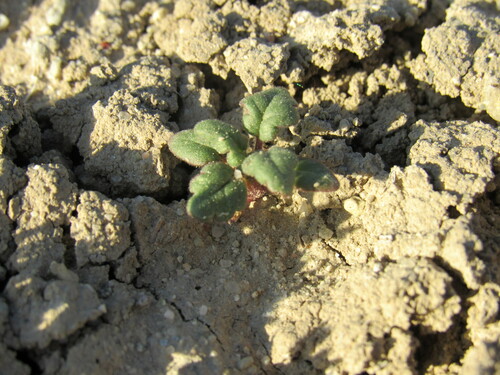 Gina's phacelia (Phacelia gina-glenneae)