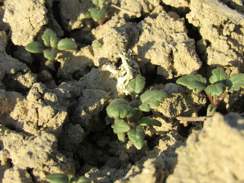 Gina's phacelia (Phacelia gina-glenneae)