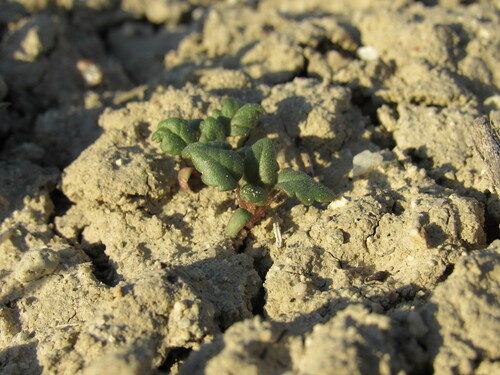 Gina's phacelia (Phacelia gina-glenneae)