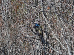 Quiscalus quiscula versicolor