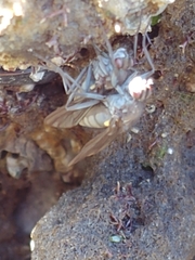Oedoparena