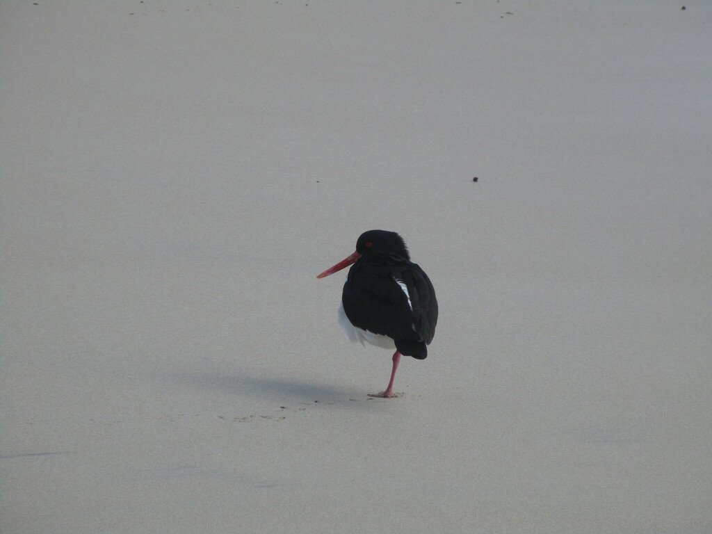 Pied Oystercatcher from Cape to Cape Walk Track, Cape to Cape Walk ...