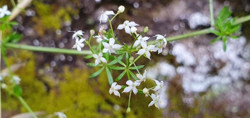 Galium productum