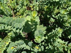 Wikstroemia uva-ursi
