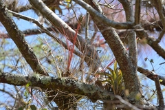 Tillandsia juncea