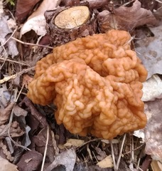 Gyromitra esculenta