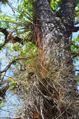 Tillandsia juncea