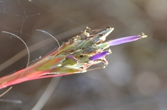Tillandsia juncea