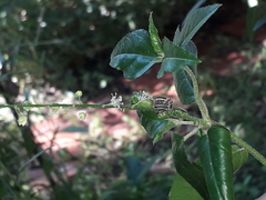 Eudiagogus episcopalis