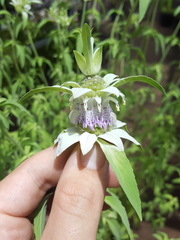 Monarda humilis