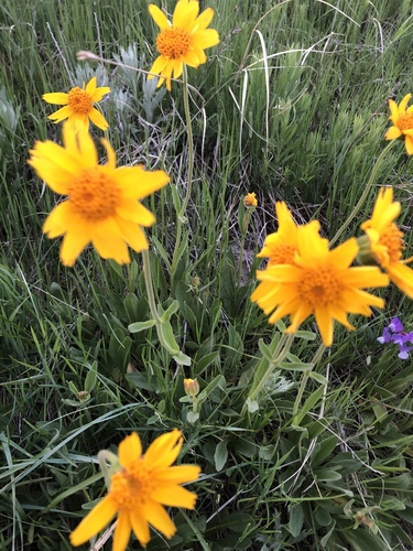 Arnica fulgens, photograph 1
