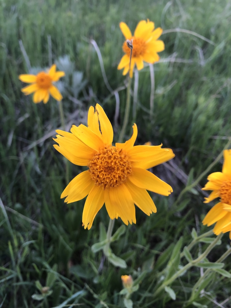 Arnica fulgens; photograph Parker Hopkins, CC0, iNaturalist via GBIF