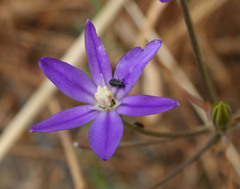 Brodiaea filifolia
