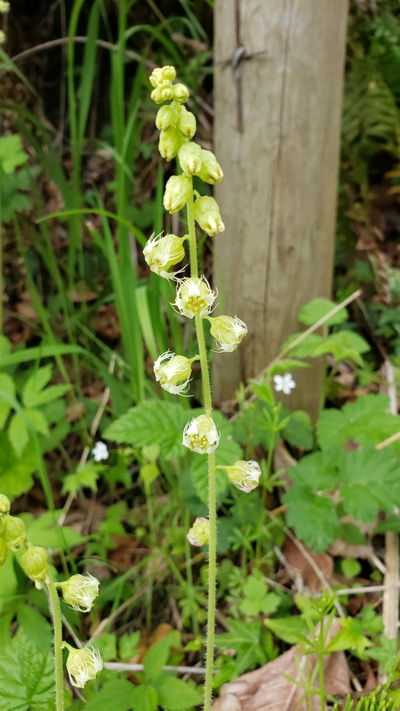 Tellima grandiflora, Washington, US