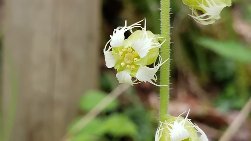 Tellima grandiflora