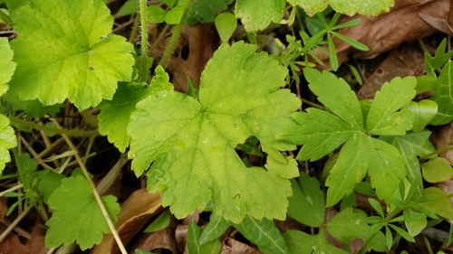 Tellima grandiflora