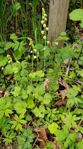 Tellima grandiflora