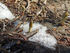 Parasenecio kamtschaticus