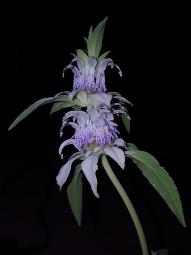 Monarda humilis