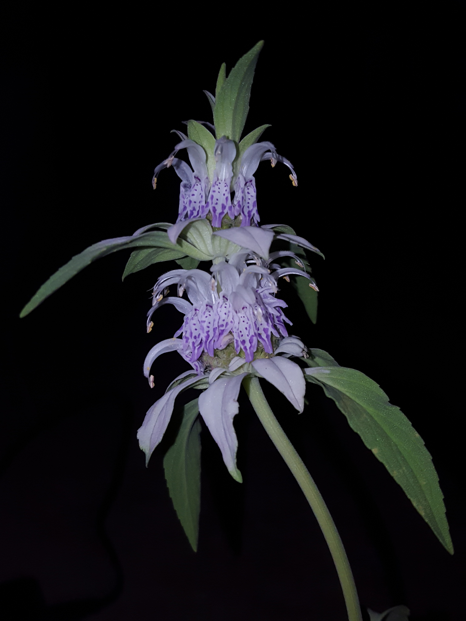 Monarda humilis