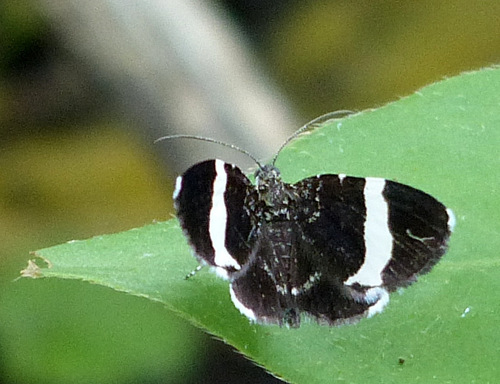 White-striped Black