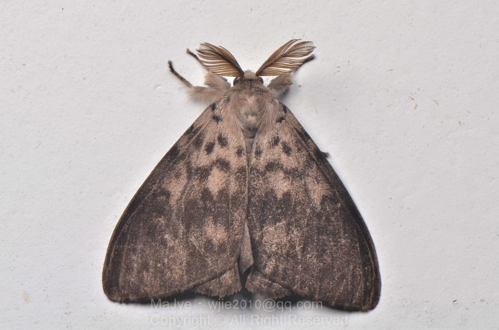 Lymantria schaeferi