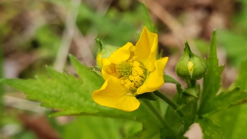 Geum macrophyllum iNat (2)