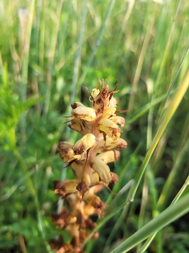 Image of Orobanche reticulata by (c) Bobo-X, some rights reserved (CC BY)