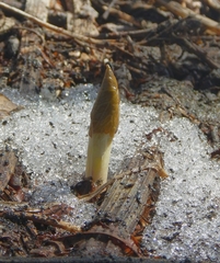 Parasenecio kamtschaticus