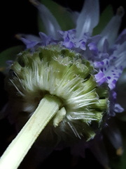 Monarda humilis