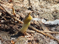 Parasenecio kamtschaticus