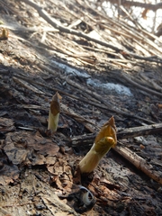 Parasenecio kamtschaticus