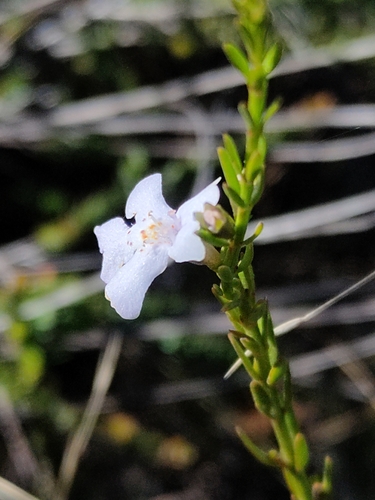 Image of Westringia tenuicaulis by (c) Tony van Kampen, some rights reserved (CC BY)