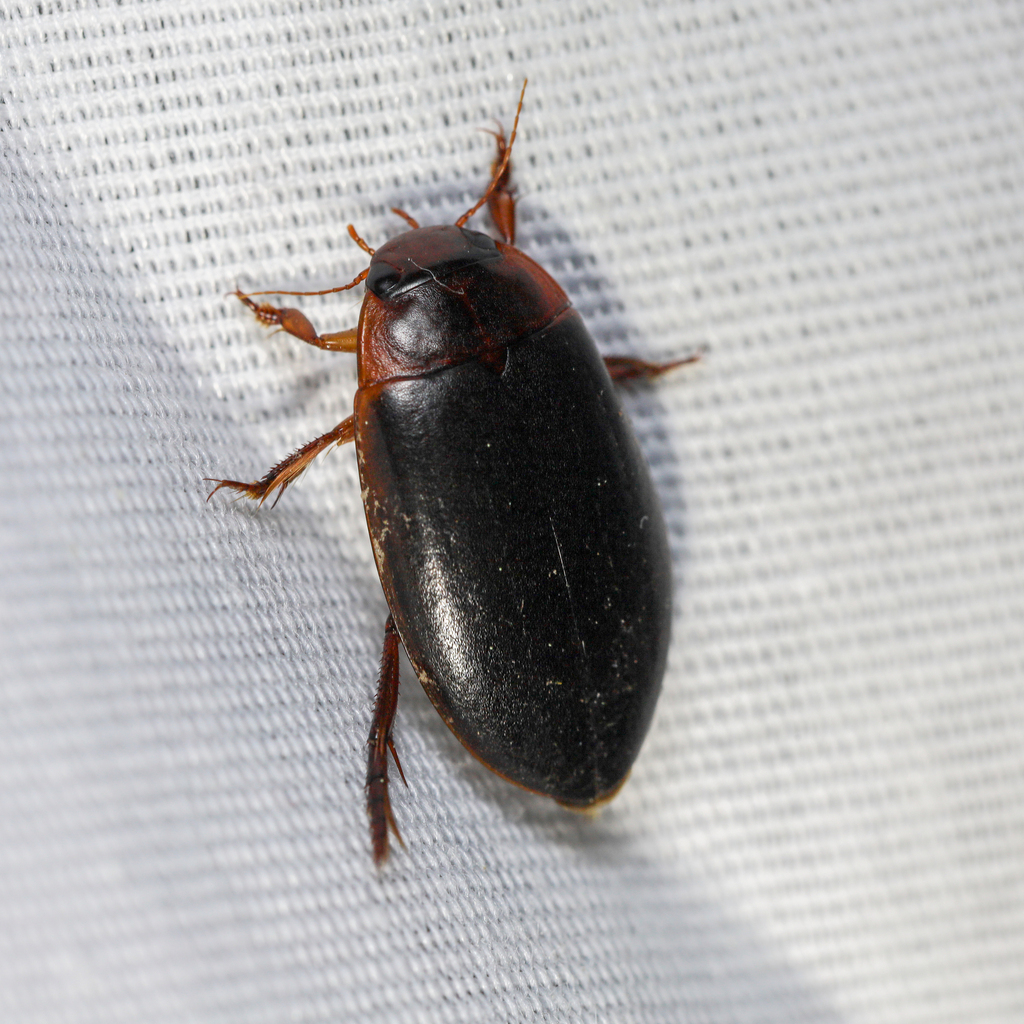 Hoperius planatus