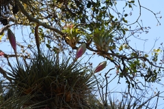 Tillandsia lampropoda