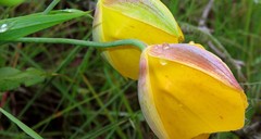 Calochortus balsensis