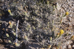 Grusonia