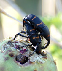 Cactophagus spinolae