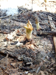 Parasenecio kamtschaticus