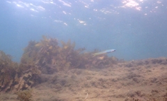 Ptereleotris monoptera