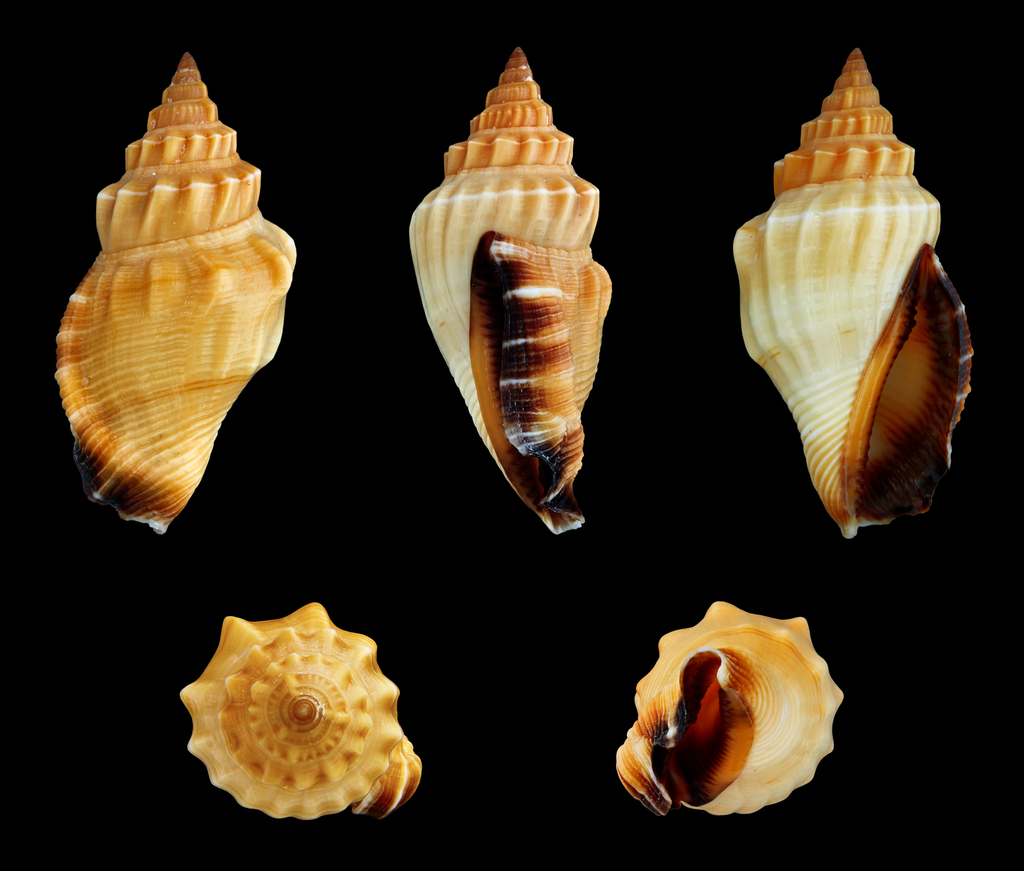 elegant conch