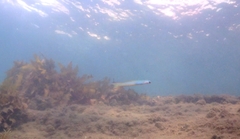 Ptereleotris monoptera