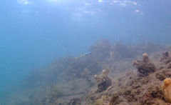 Ptereleotris monoptera