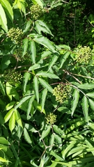 Sambucus racemosa racemosa