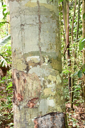 caja acu (Anacardium giganteum)